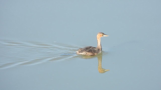 Little Grebe - ML639620045