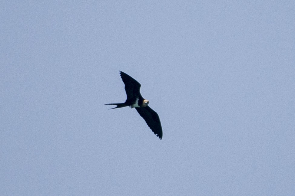 Lesser Frigatebird - ML639620157