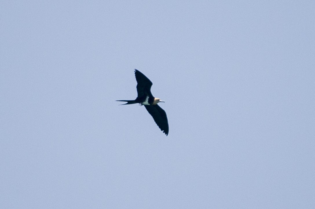 Lesser Frigatebird - ML639620158