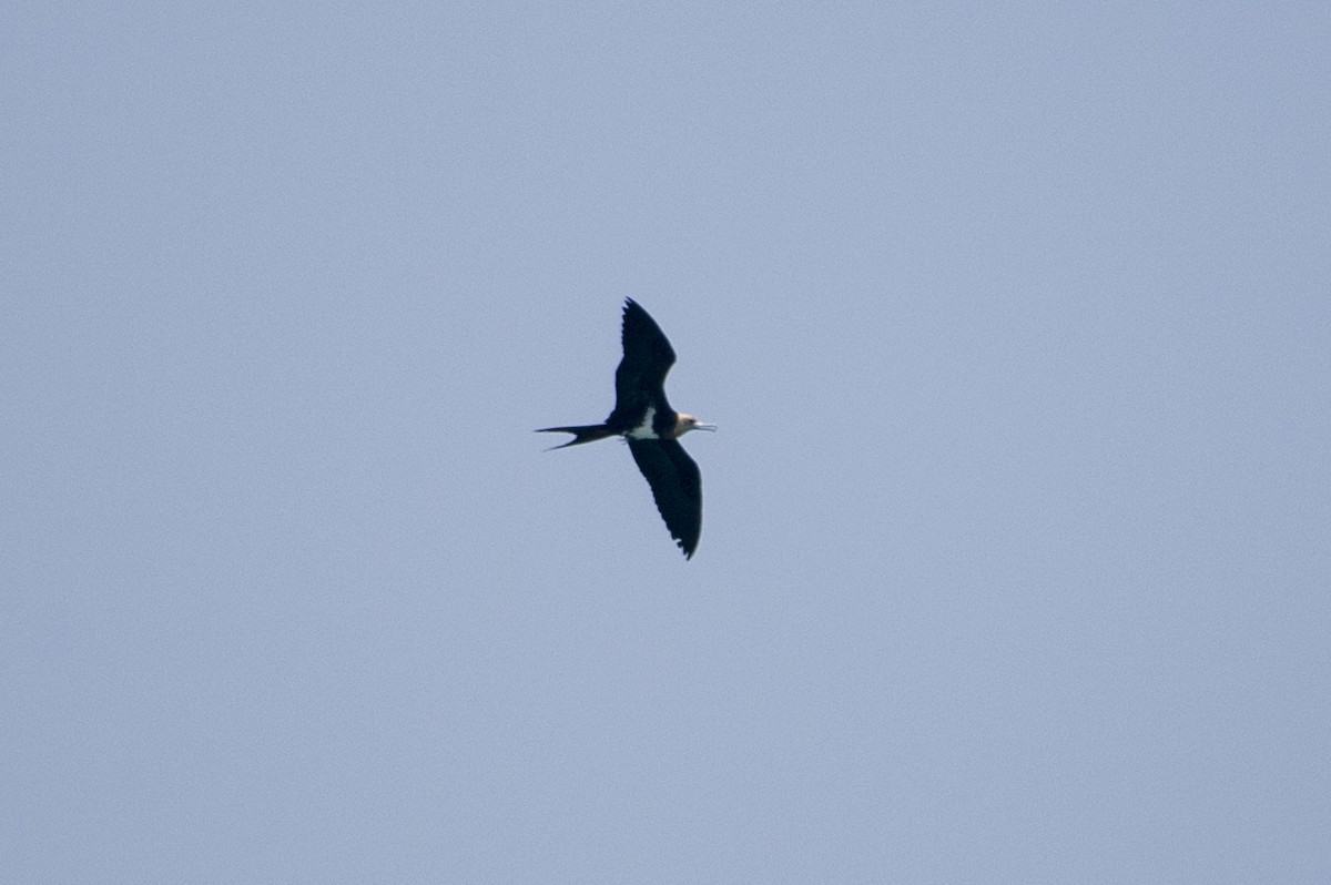 Lesser Frigatebird - ML639620159