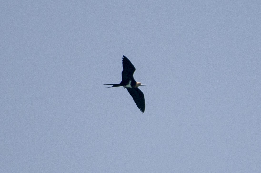 Lesser Frigatebird - ML639620160