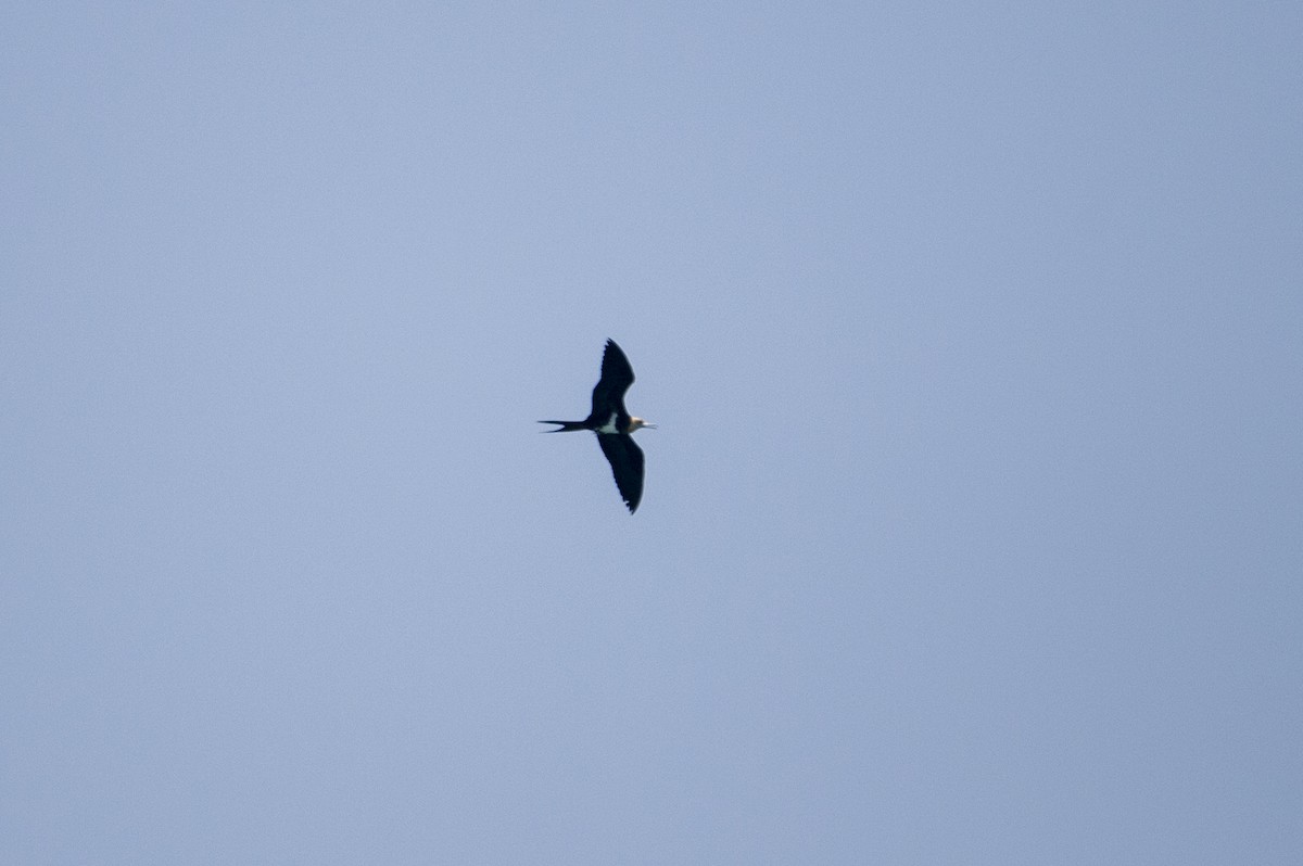 Lesser Frigatebird - ML639620161