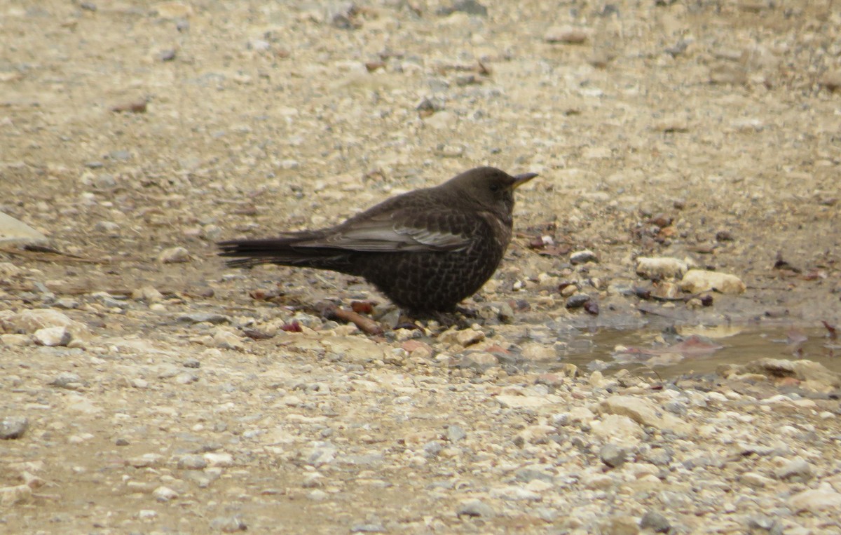 Ring Ouzel - ML639620169