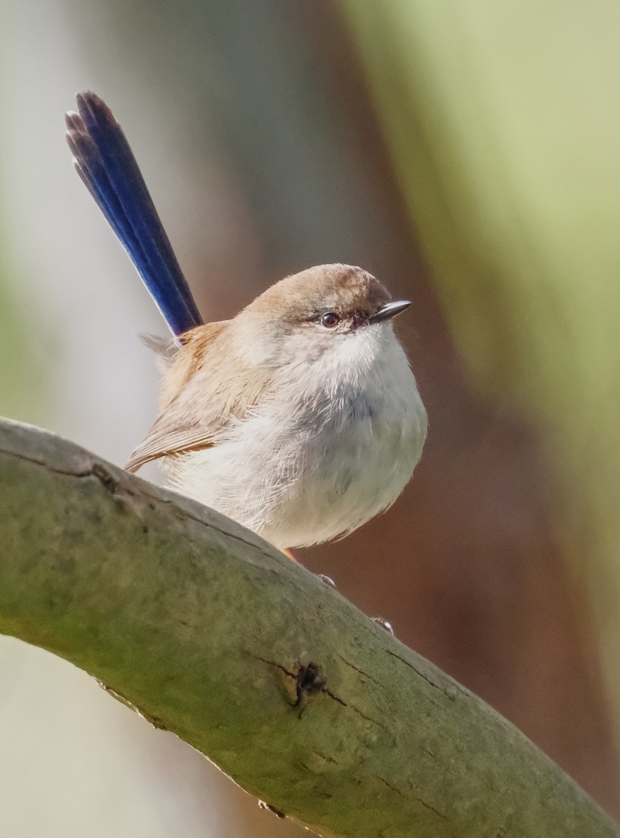 Superb Fairywren - ML639620174