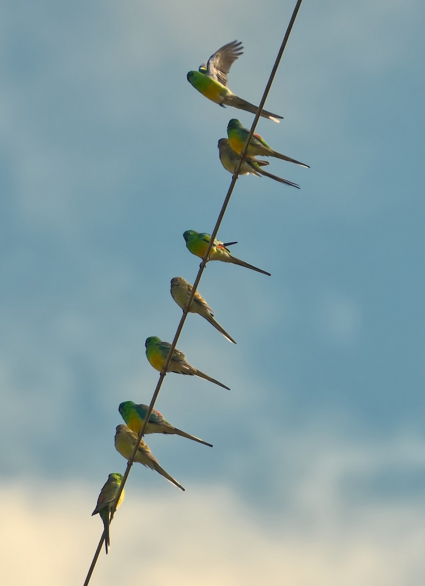 Red-rumped Parrot - ML639620178