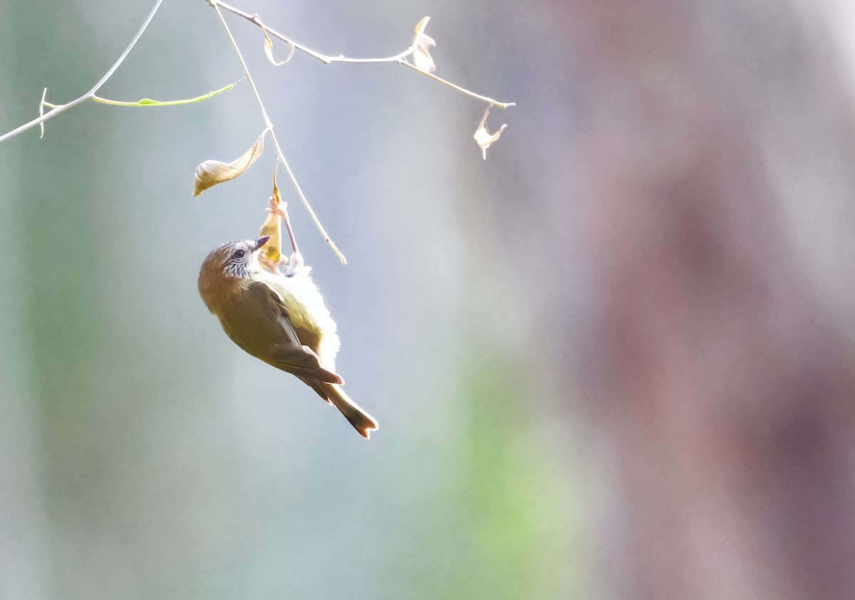 Striated Thornbill - ML639620184