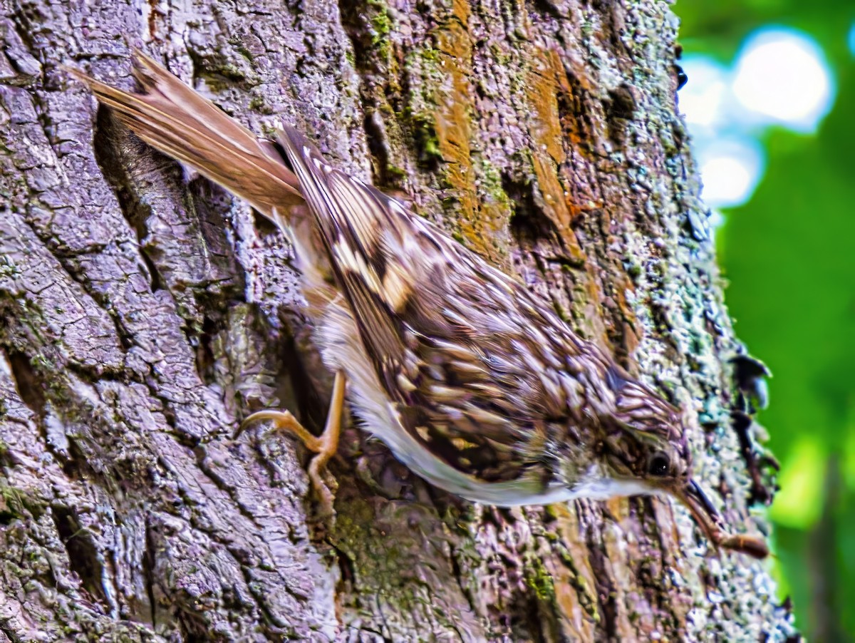 Short-toed Treecreeper - ML639620236