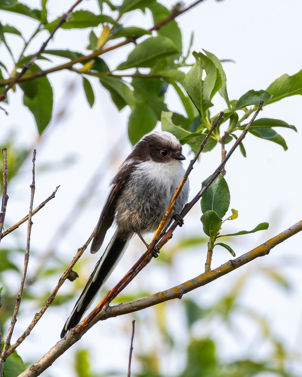 Long-tailed Tit - ML639620255