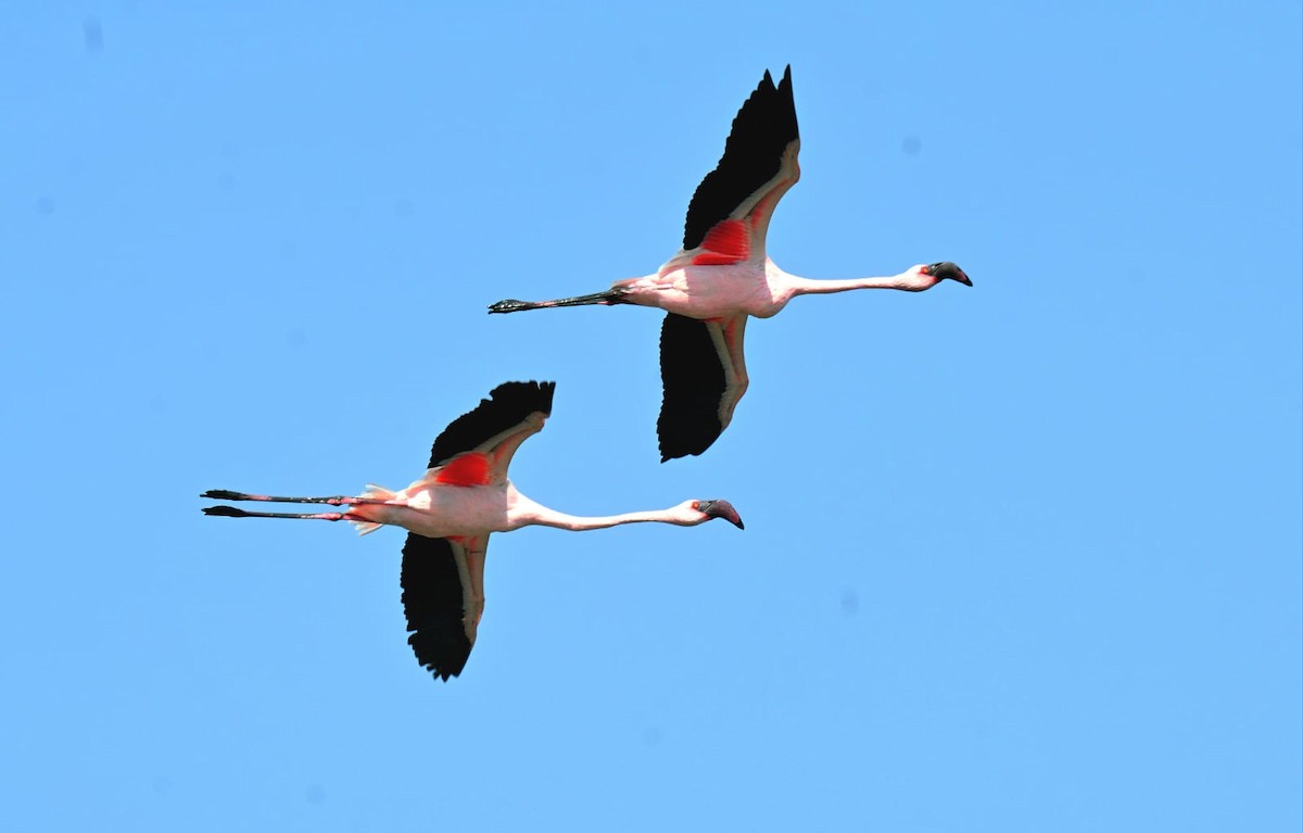 Küçük Flamingo - ML639620262