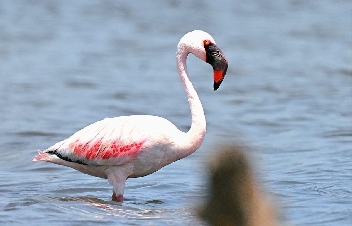 Küçük Flamingo - ML639620263