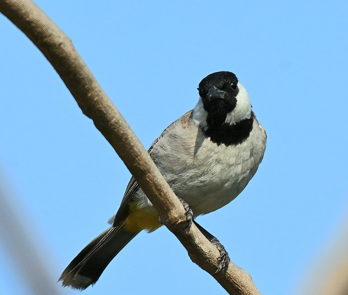 Ak Yanaklı Arapbülbülü - ML639620322