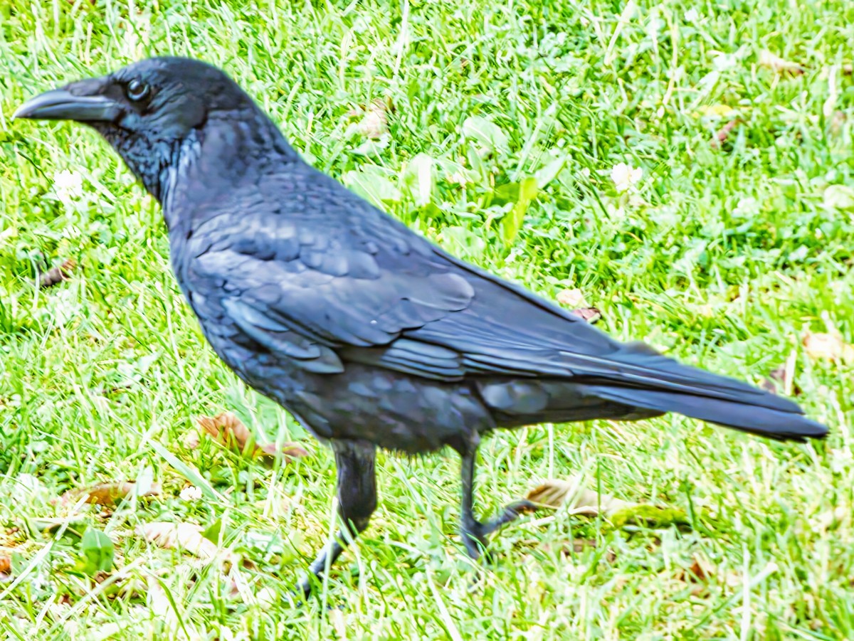 Carrion Crow (Western) - ML639620379