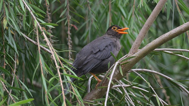 Indian Blackbird - ML639620397