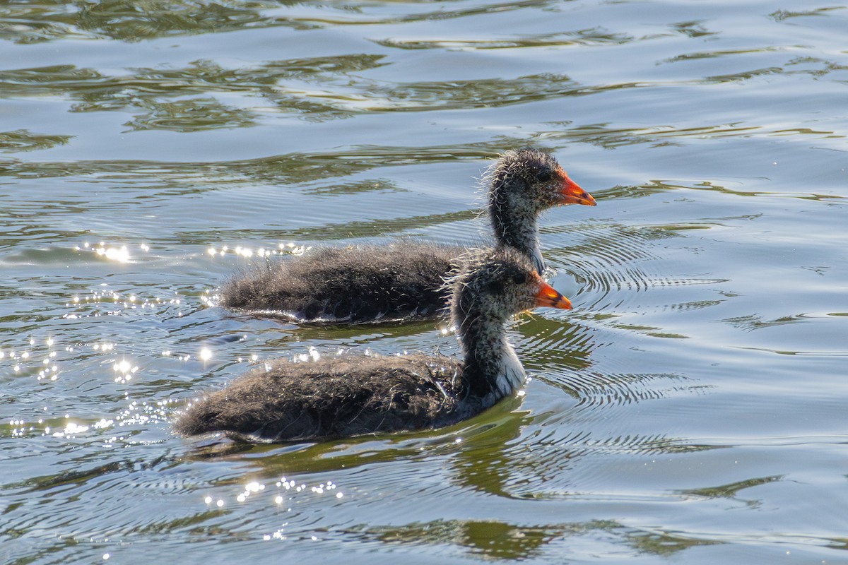 Eurasian Coot - ML639620404