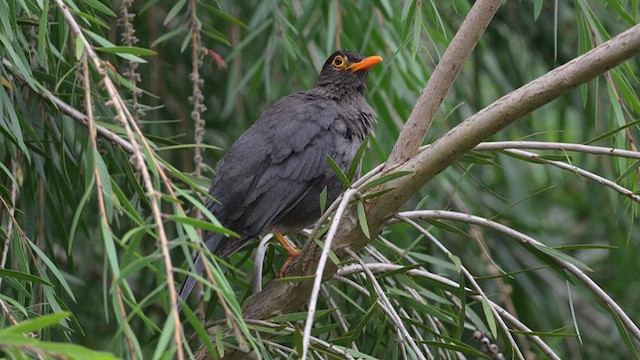 Indian Blackbird - ML639620407