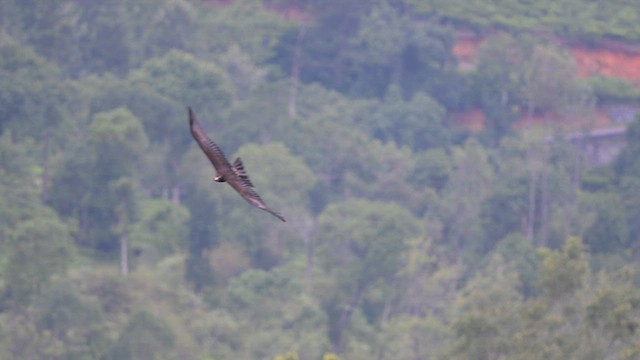 Black Eagle - ML639620412