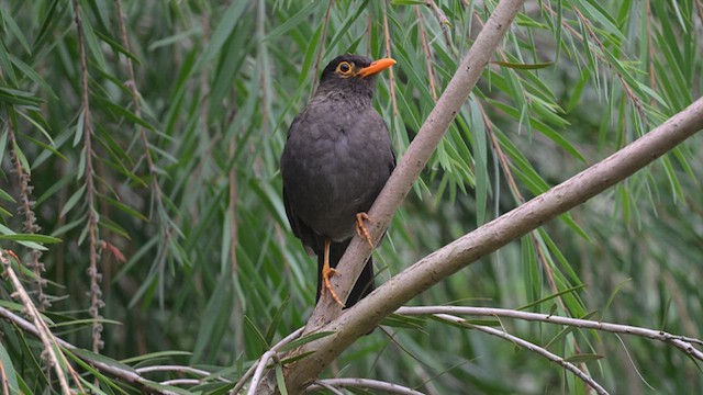 Indian Blackbird - ML639620414
