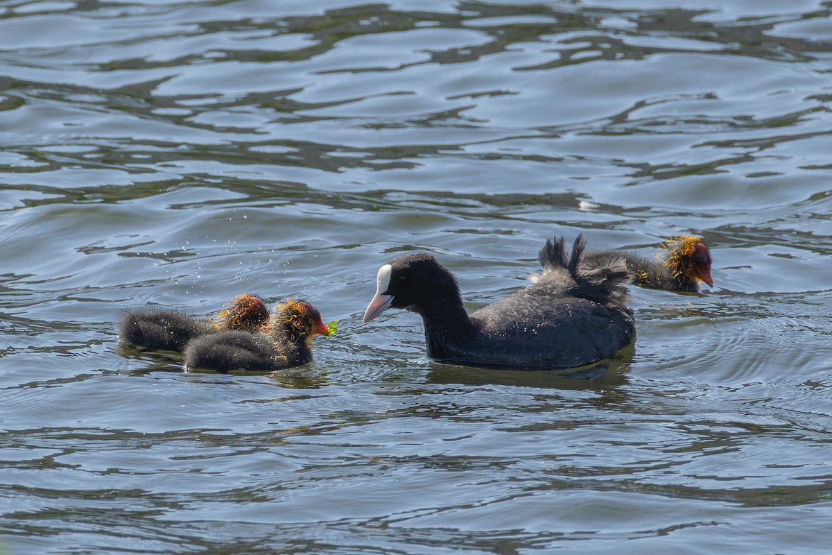 Eurasian Coot - ML639620417