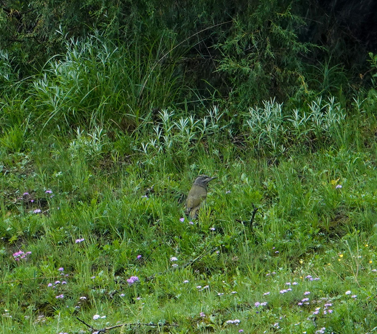 ヤマゲラ - ML639620421