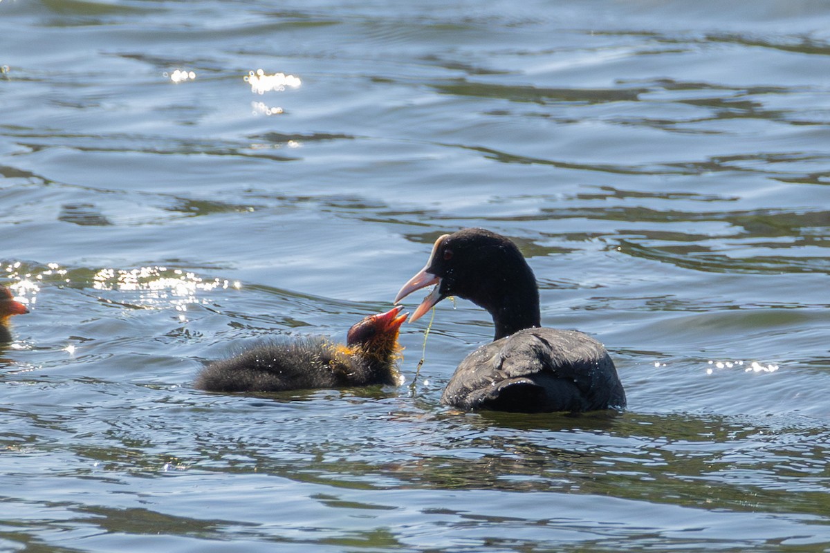 Eurasian Coot - ML639620423