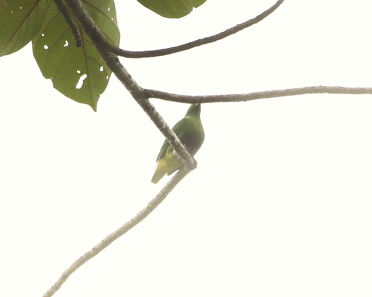 Dwarf Fruit-Dove - ML639620424