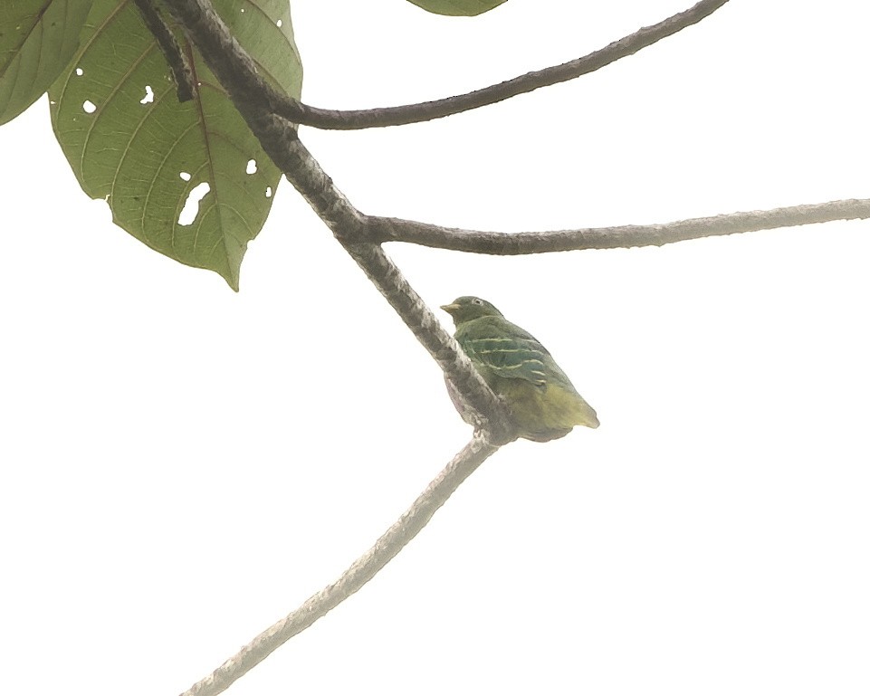 Dwarf Fruit-Dove - ML639620425