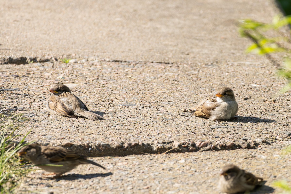House Sparrow - ML639620428
