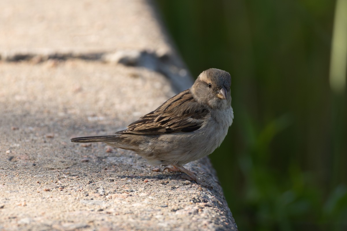 House Sparrow - ML639620429