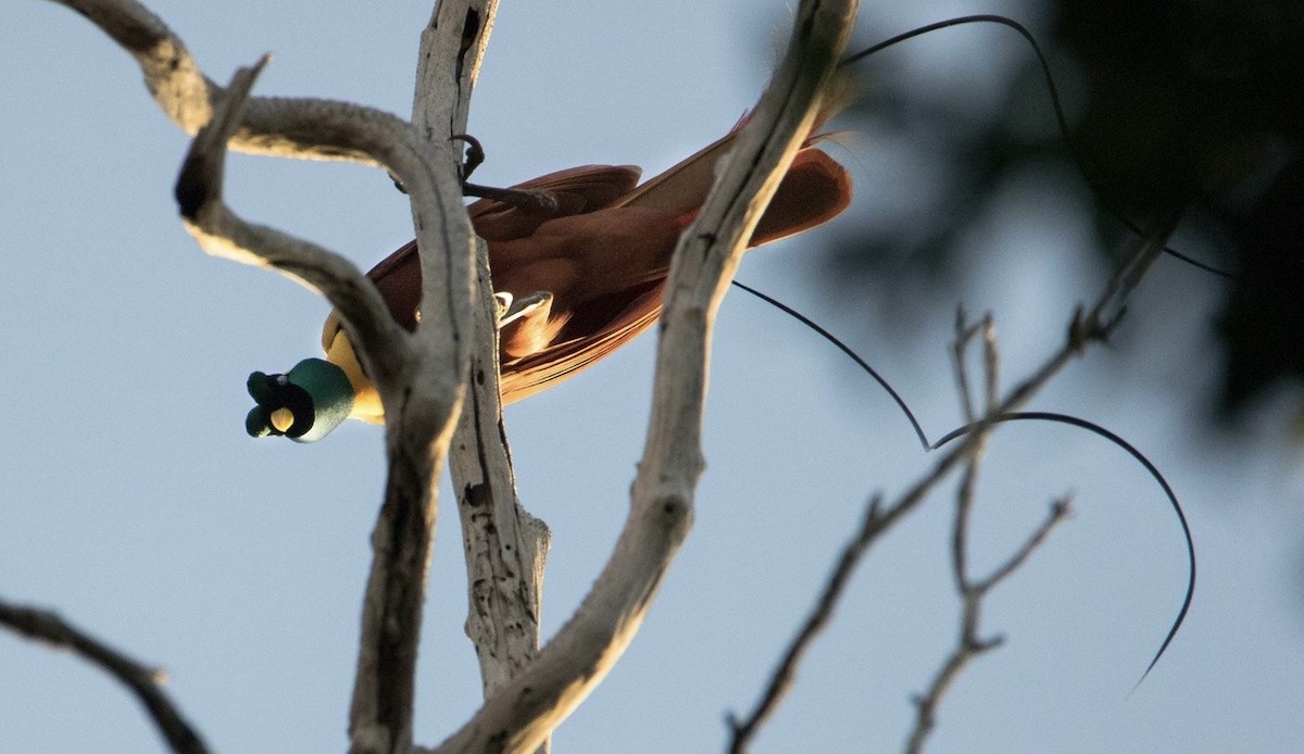 Red Bird-of-Paradise - ML639620437