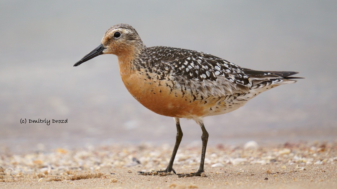 jespák rezavý - ML639620438