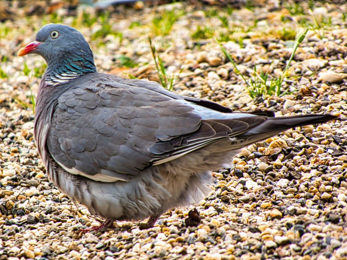 Common Wood-Pigeon (White-necked) - ML639620449