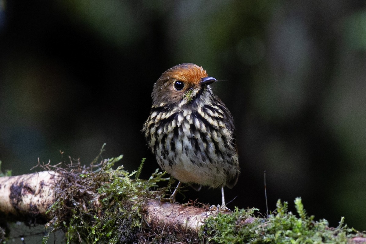 Ochre-fronted Antpitta - ML639620458