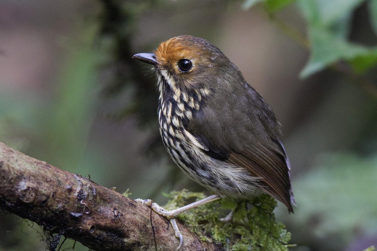 Ochre-fronted Antpitta - ML639620459