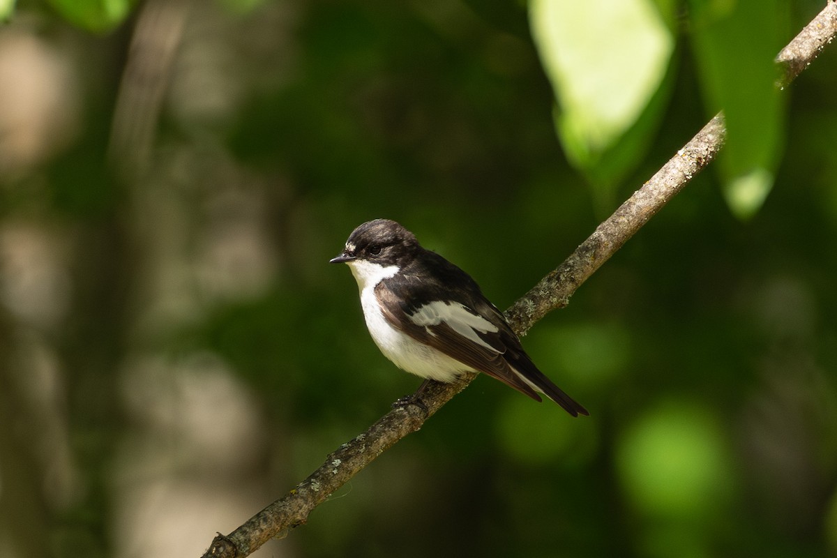 European Pied Flycatcher - ML639620462