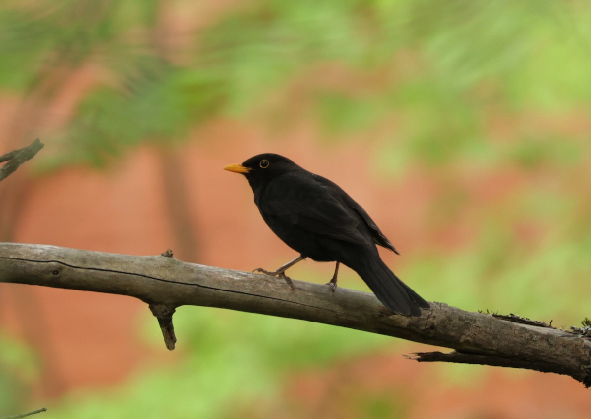Eurasian Blackbird - ML639620477