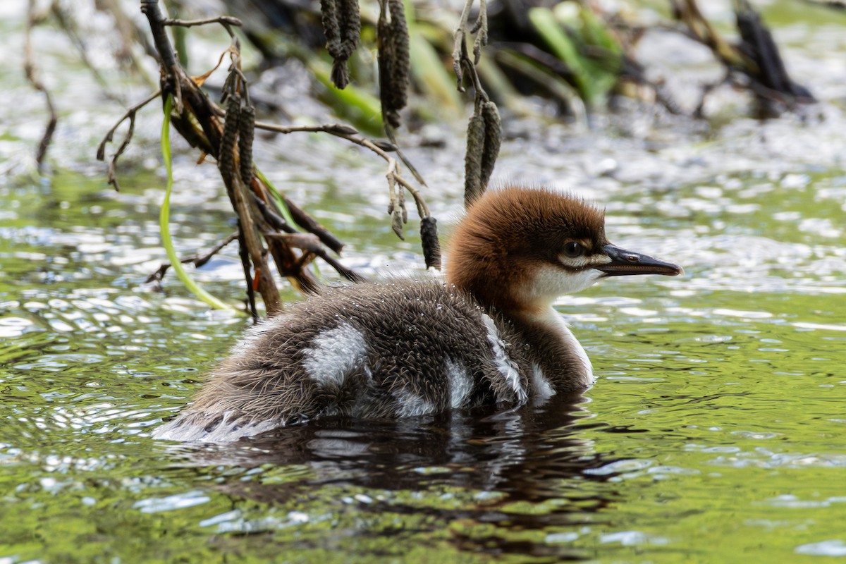 Common Merganser - ML639620478