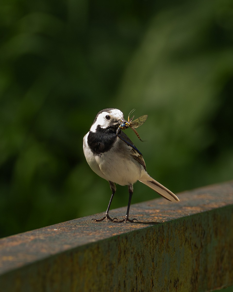 White Wagtail - ML639620480