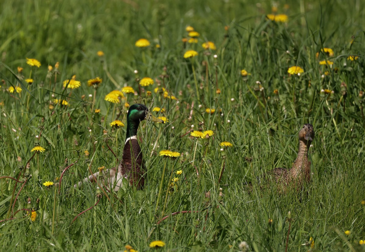 Mallard - ML639620481