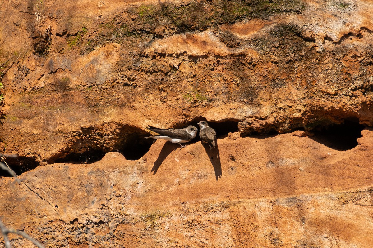 Bank Swallow - ML639620483