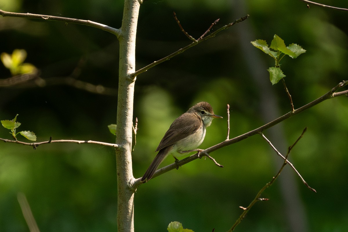 Blyth's Reed Warbler - ML639620488