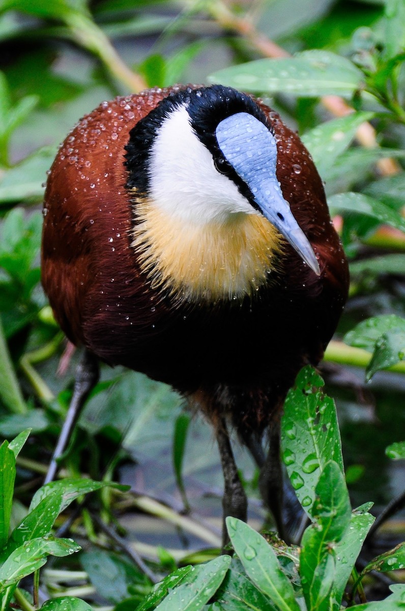 African Jacana - ML639620489