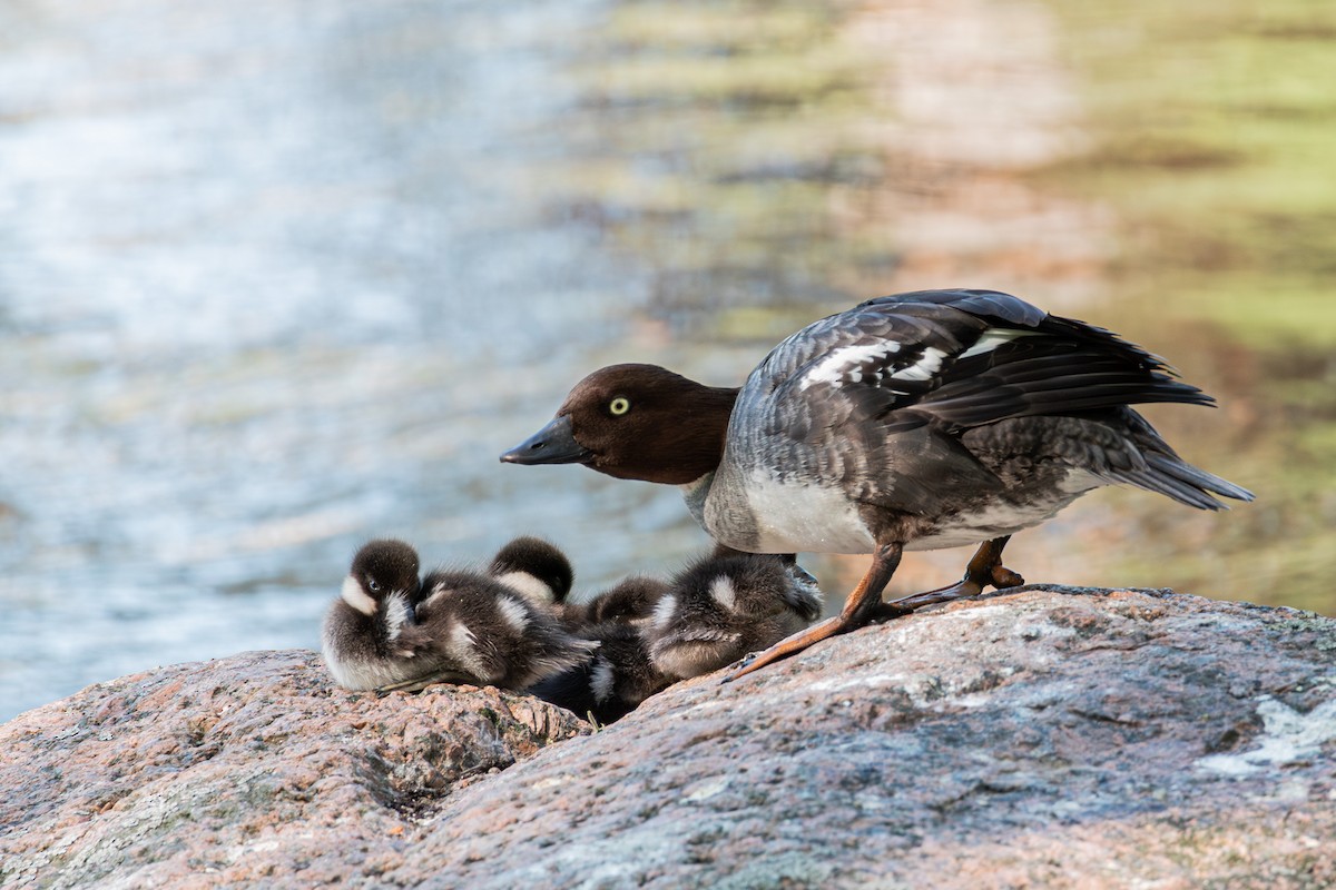 Common Goldeneye - ML639620495