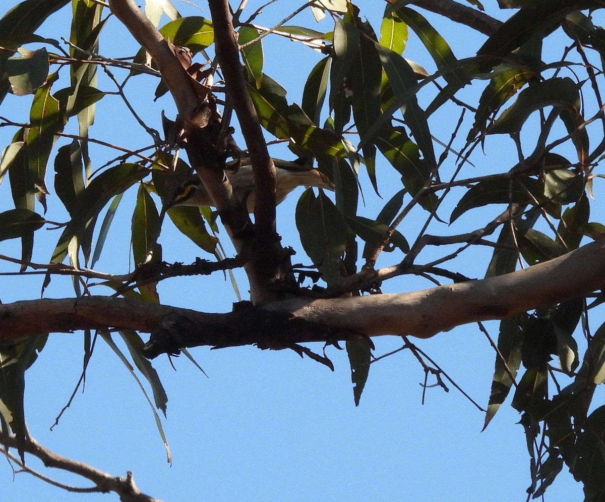 Yellow-faced Honeyeater - ML639620496