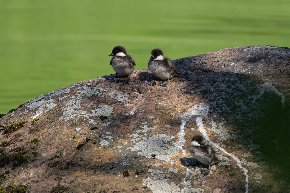 Common Goldeneye - ML639620501