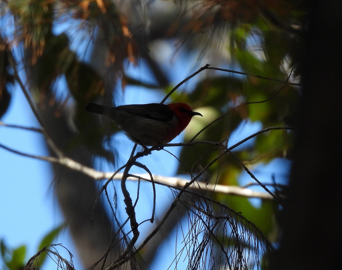 Scarlet Myzomela - ML639620502