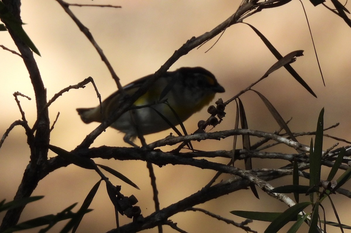 Striated Pardalote - ML639620507