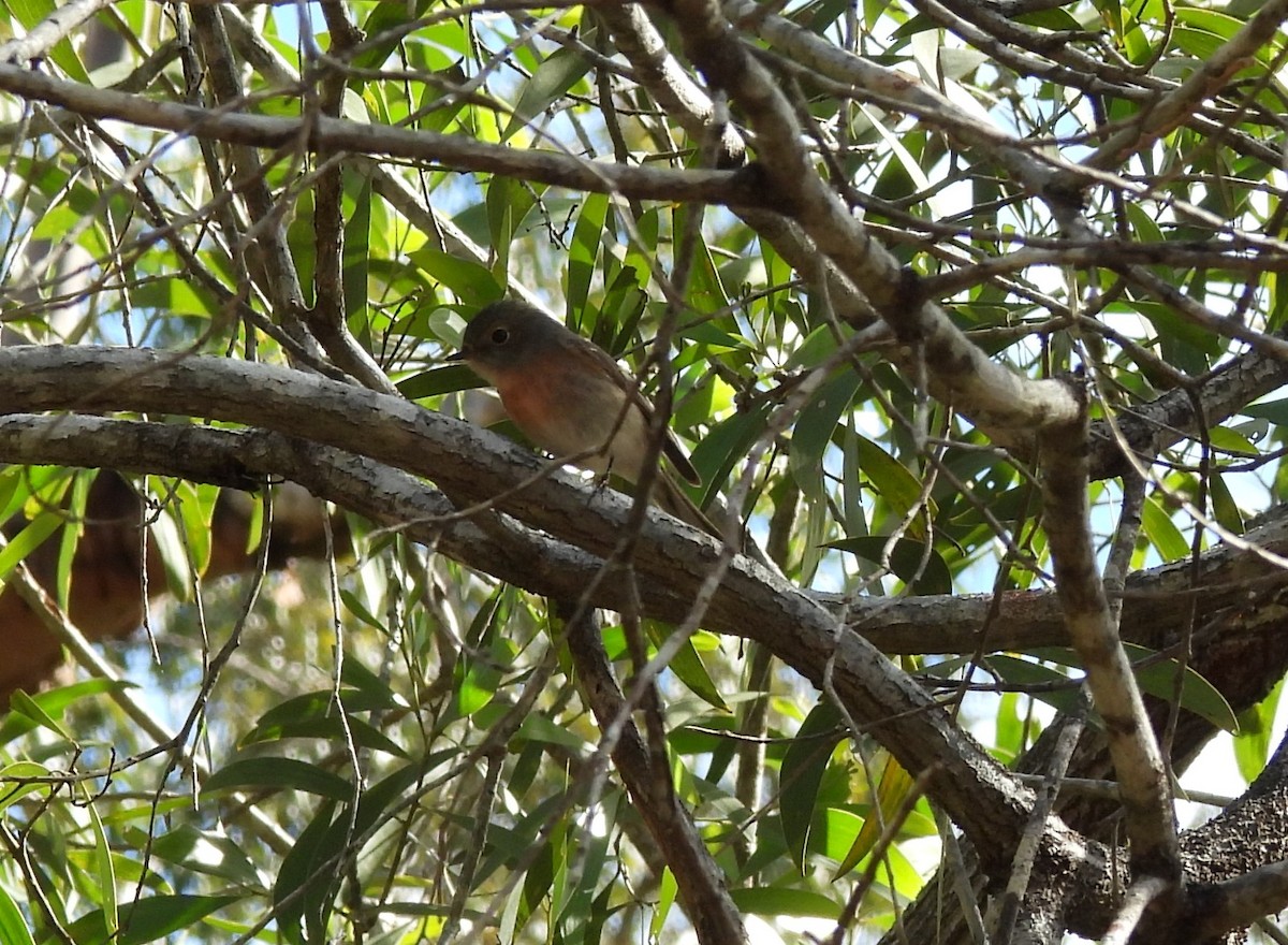 Rose Robin - ML639620509