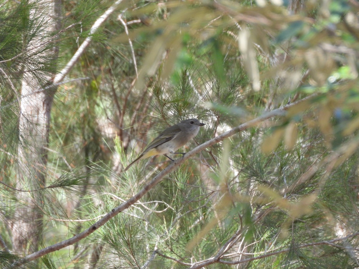 Golden Whistler - ML639620511