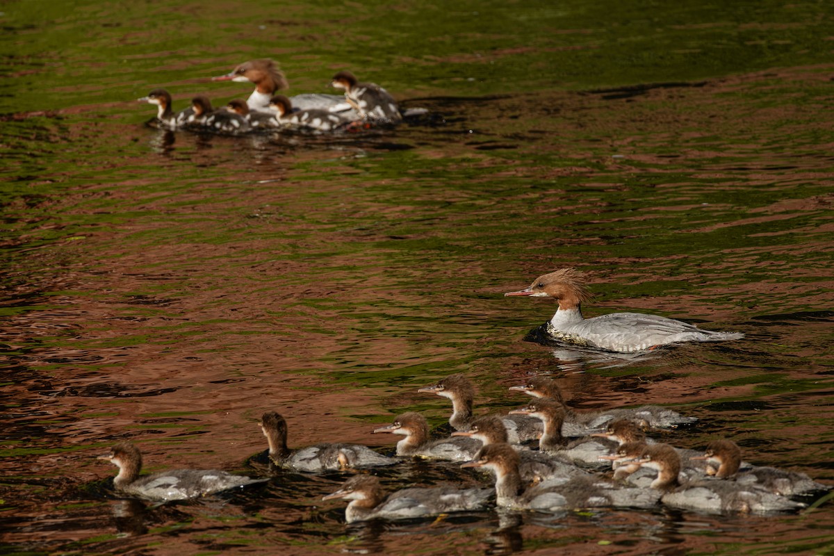 Common Merganser - ML639620513