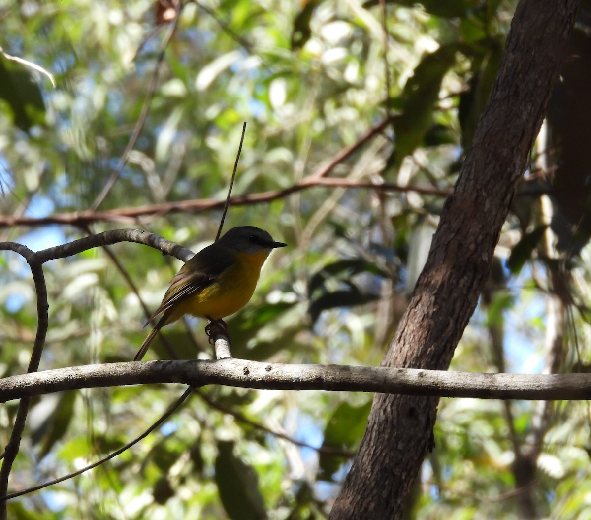 Eastern Yellow Robin - ML639620515
